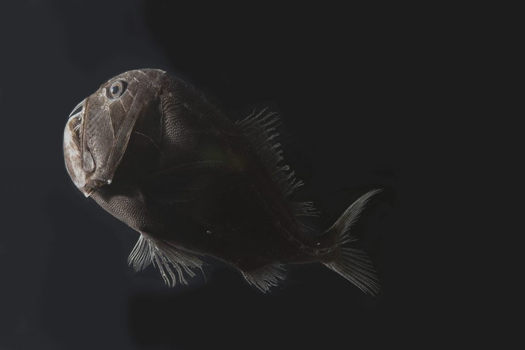 he fangtoothPHOTOGRAPH: KAREN OSBORN/SMITHSONIAN