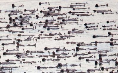 חלום ציוני – מוזיאון ים המלח